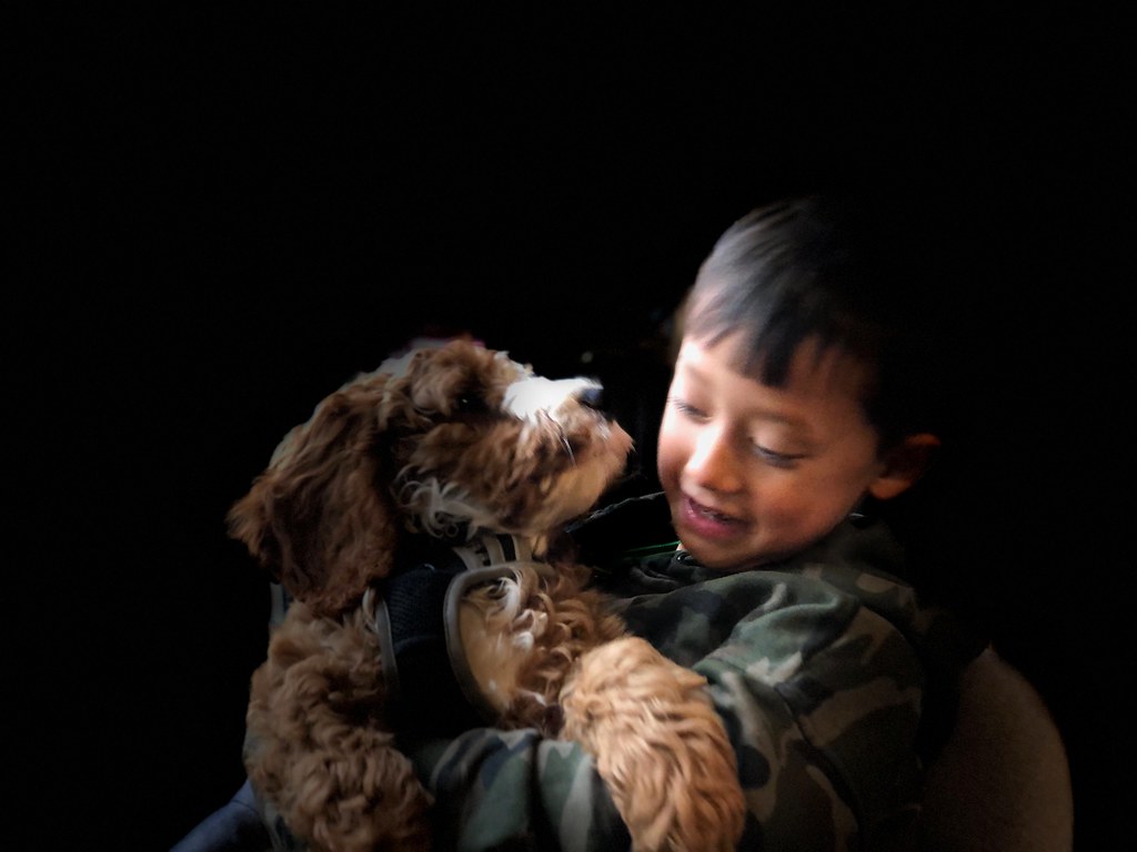 12 Small Signs a Vet Reads in a Puppy That Predict the Next Twelve Months