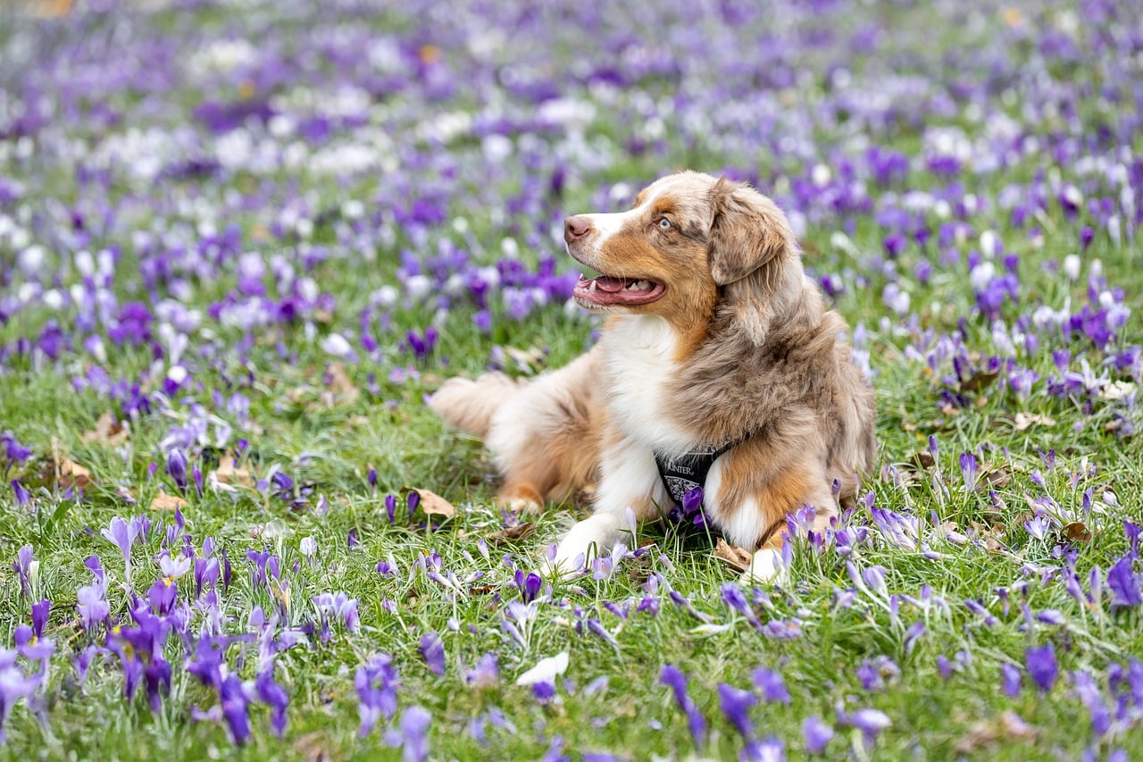 8 Dog Breeds That Need More Mental Stimulation Than Most Owners Expect