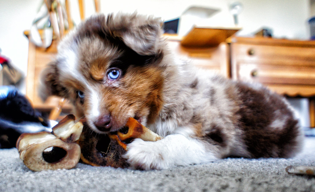 8 Dog Breeds That Make Their Feelings Almost Impossible to Miss