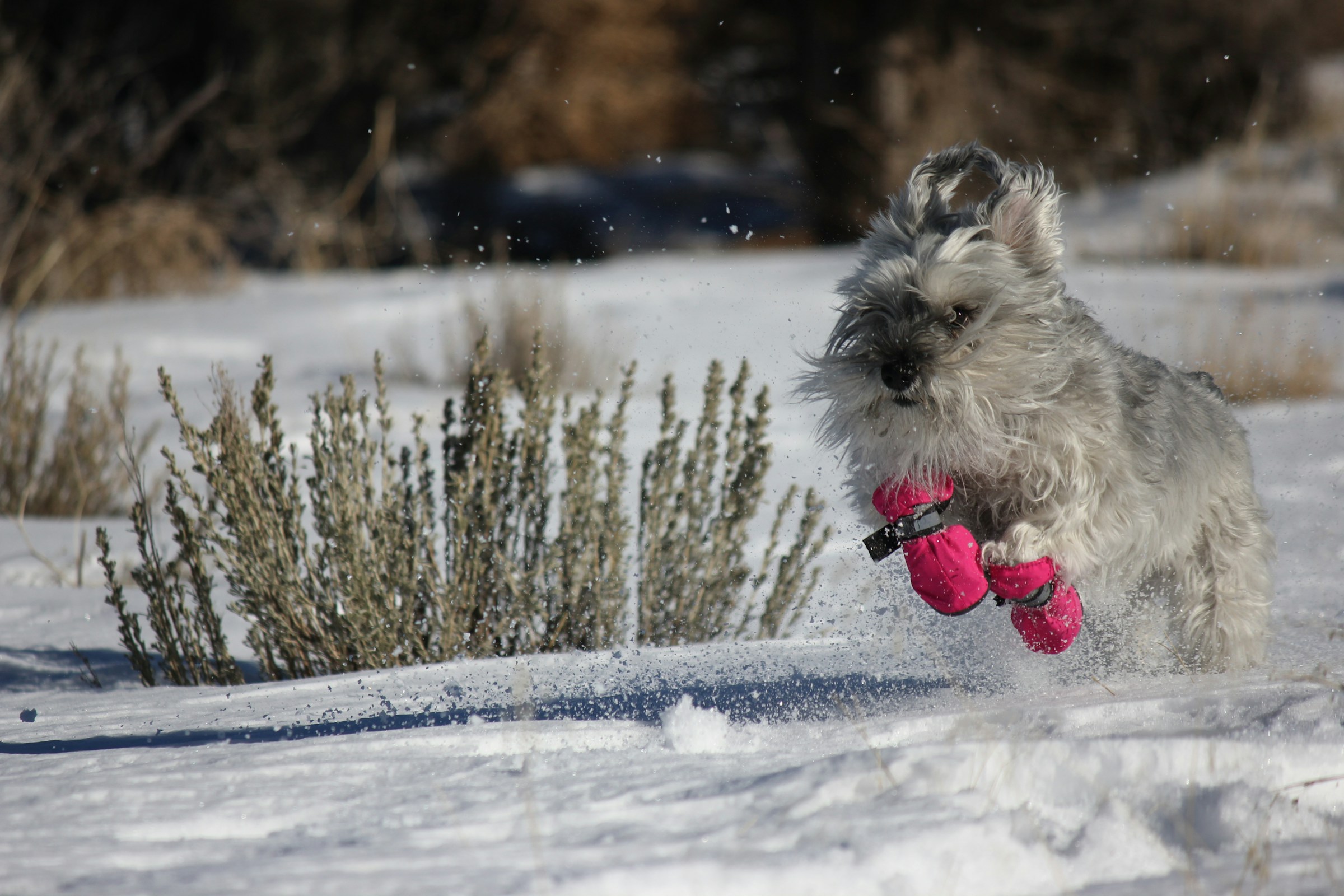 10 Things Your Dog Needs From You Before the First Real Cold Snap Arrives