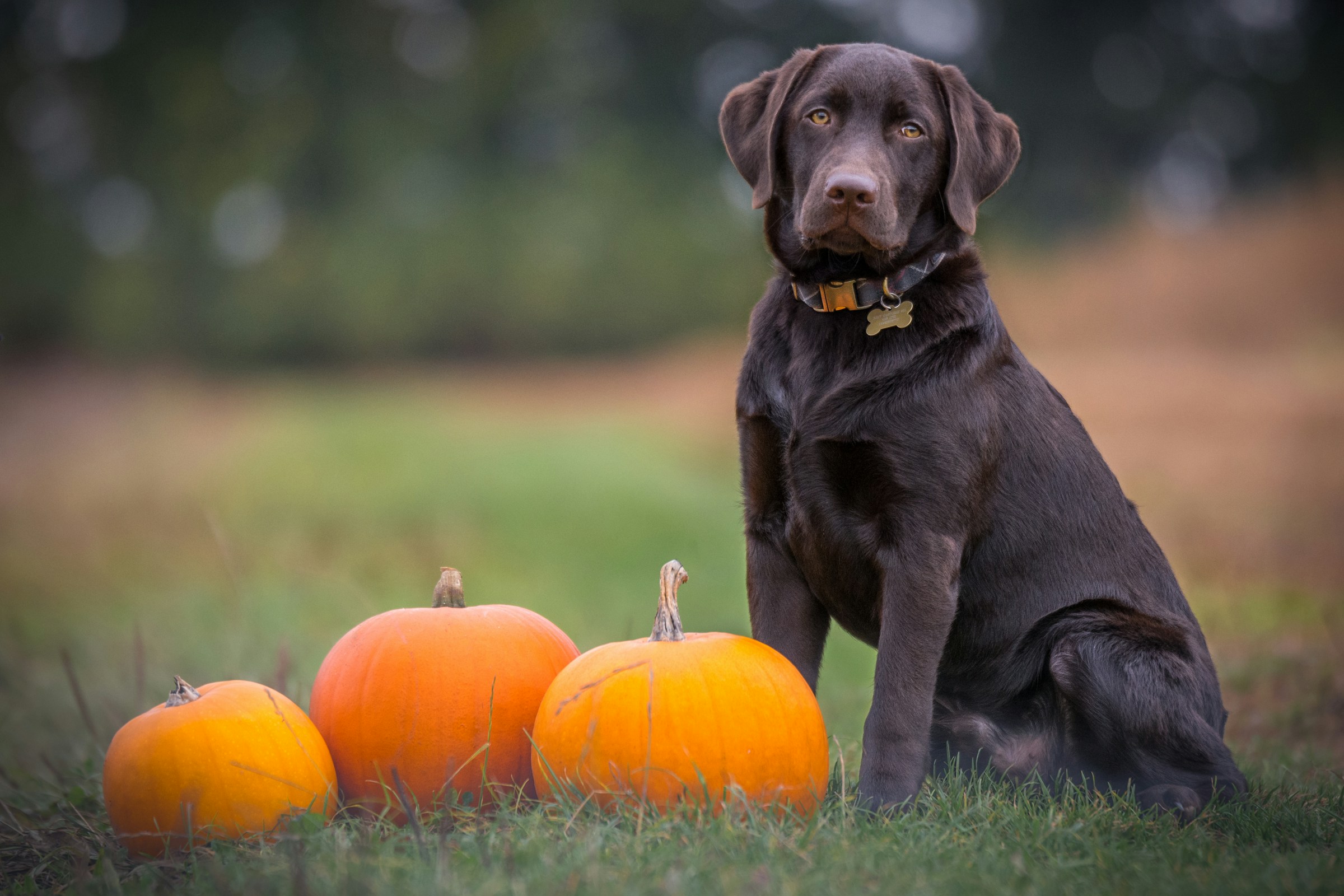 8 Fall Walking Mistakes Dog Owners Should Avoid as Days Become Shorter