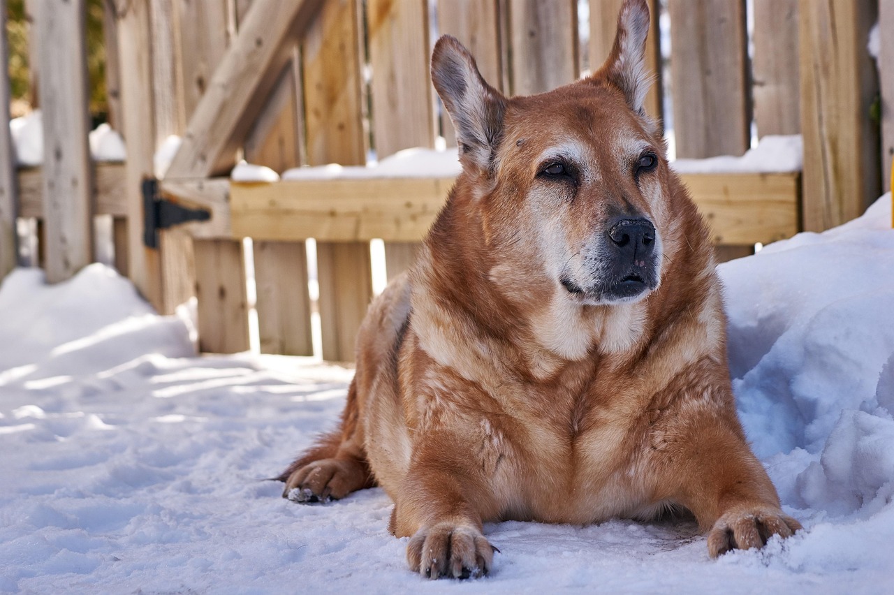 8 Things Senior Dog Owners Should Prepare Before Winter Temperatures Arrive