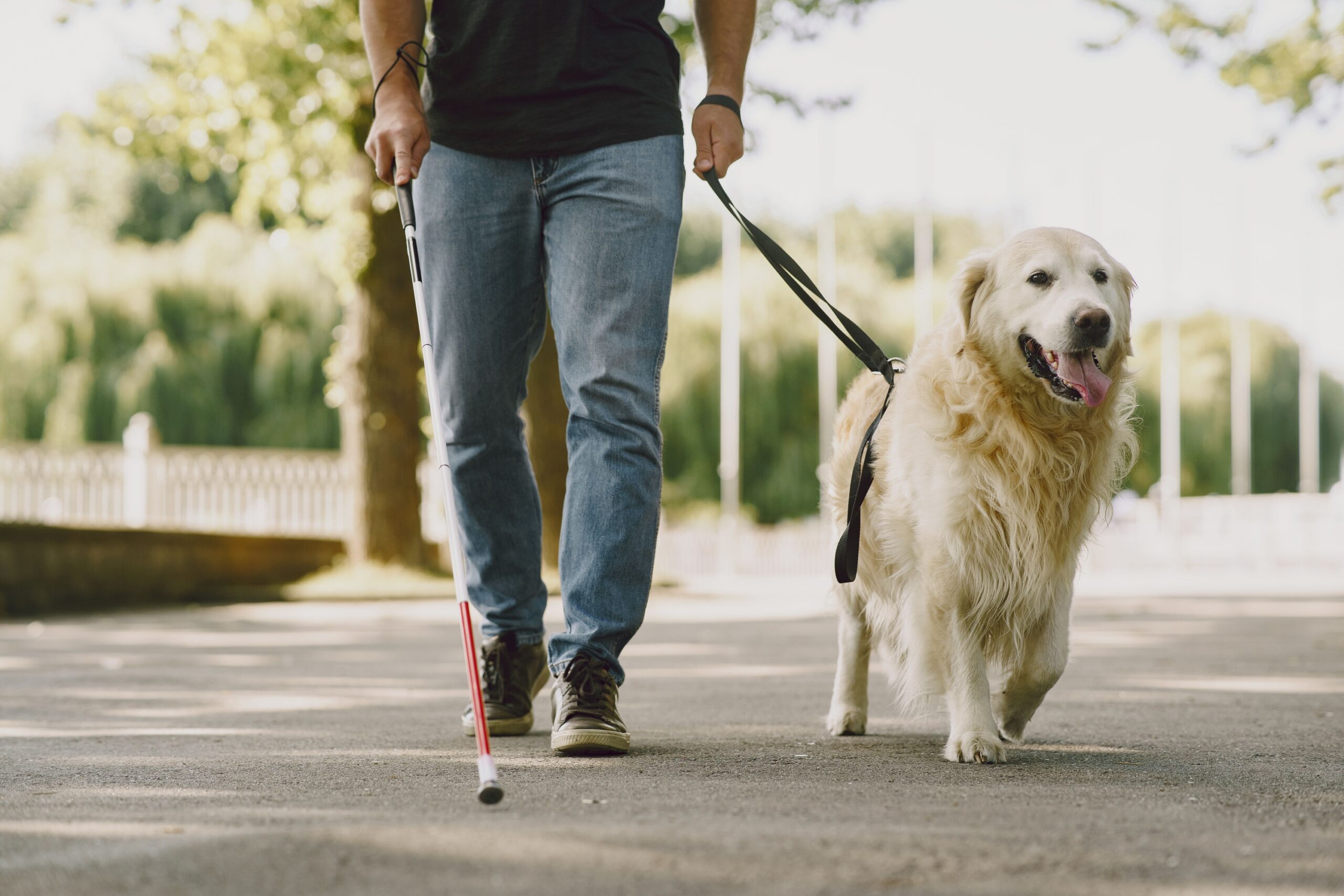 10 Dog Breeds That Want a Job to Do – Even If That “Job” Is Supervising Everything You Do Around the House