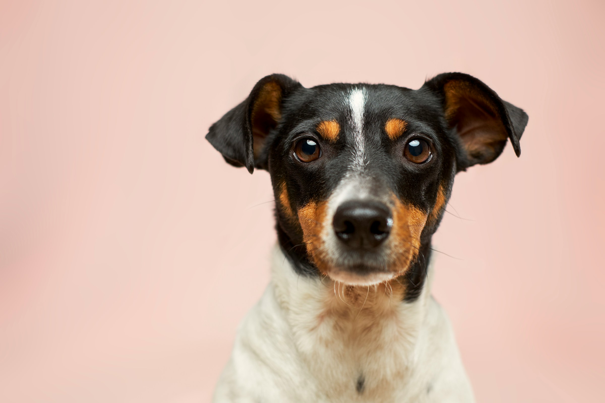 12 Signs a Rescue Can Tell a Foster Home Has Done It Properly