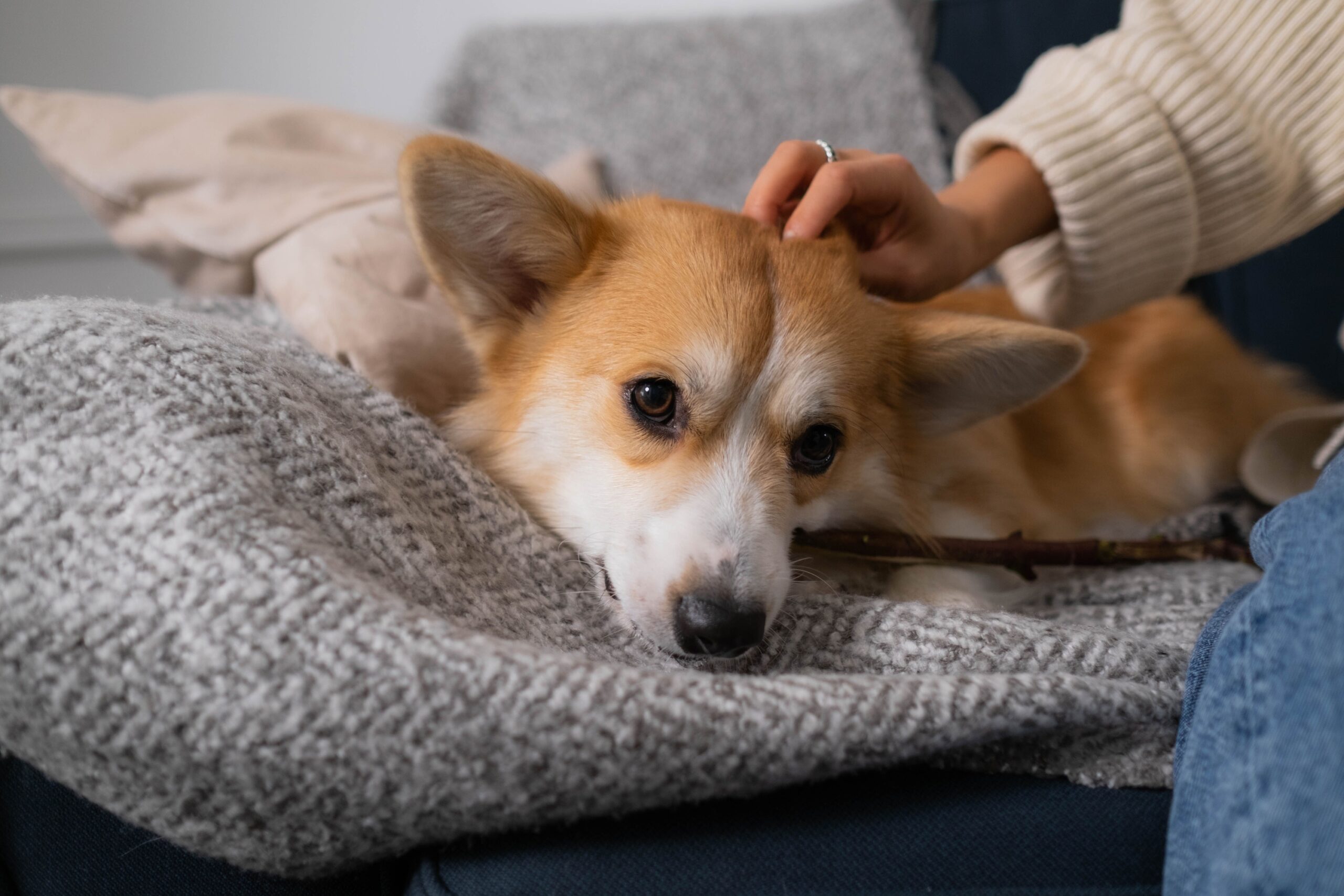 11 Findings About Dogs and Human Emotion Nobody Expected