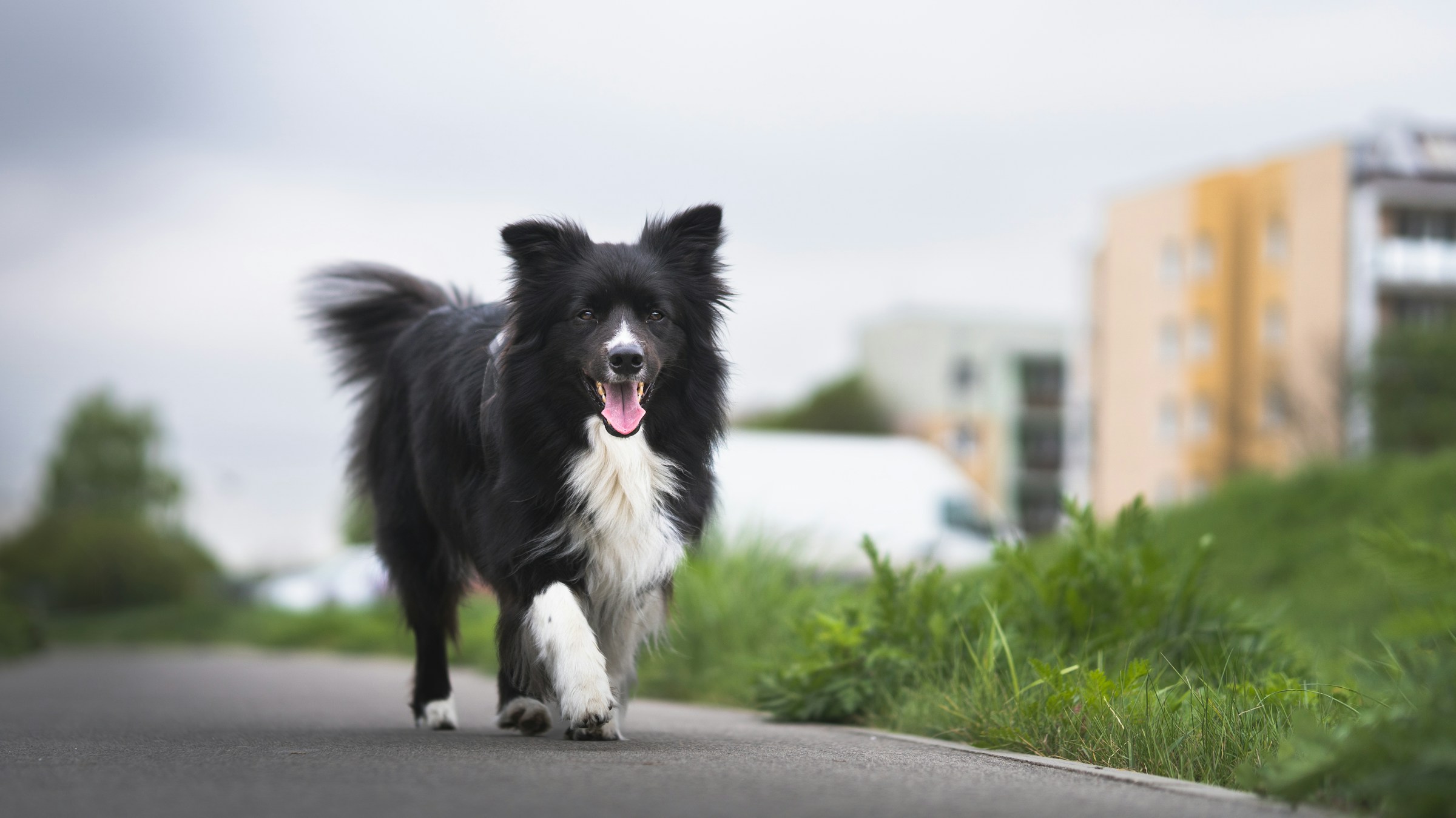 Why a Dog Circles Before Lying Down, According to the Research