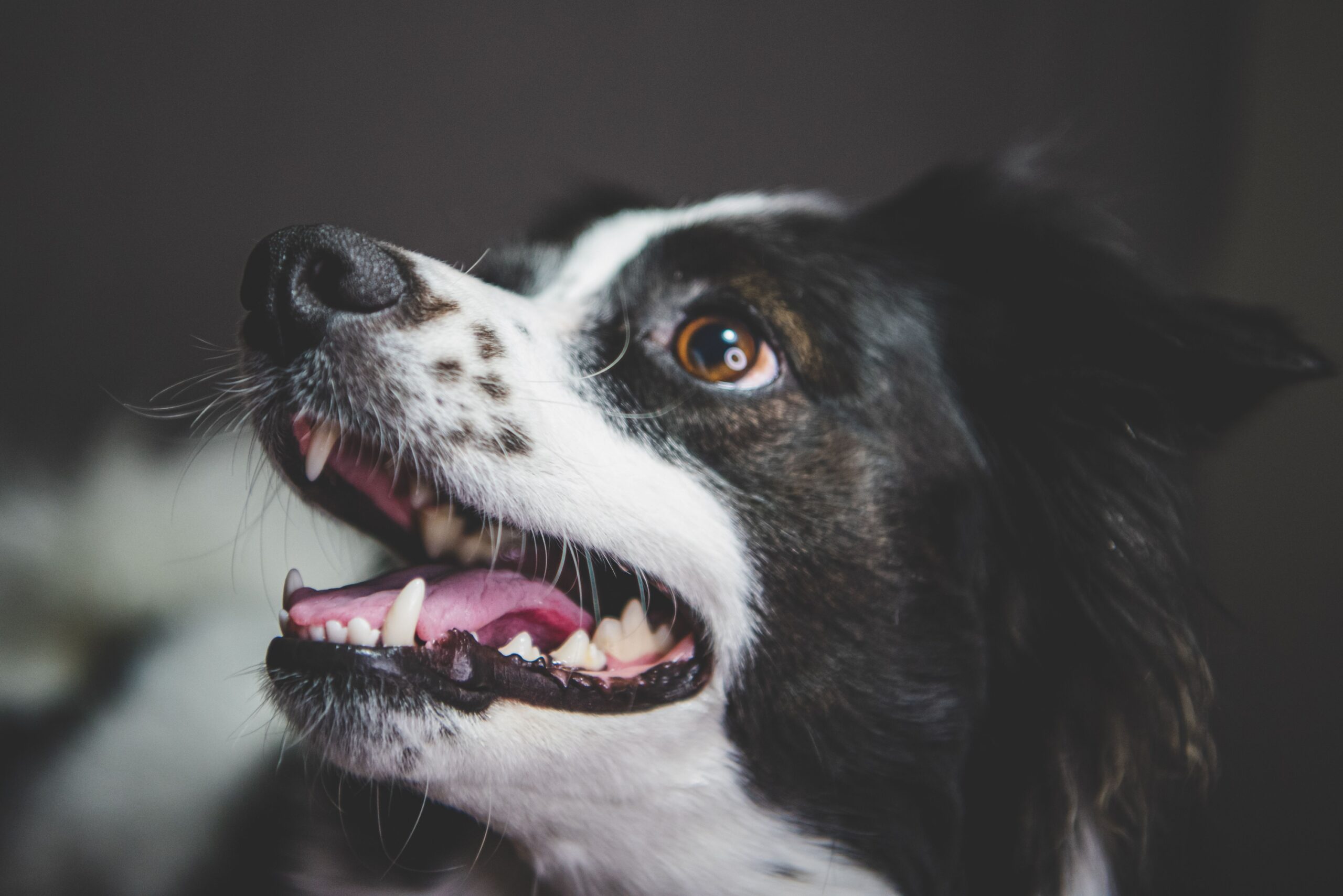 13 Things a Dog's Gums Say Before Any Test Is Run