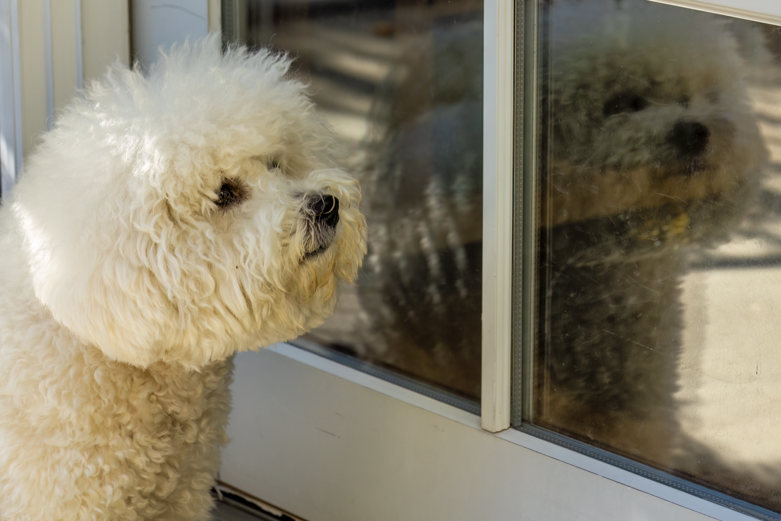 Why a Dog Refuses One Room in an Otherwise Ordinary House