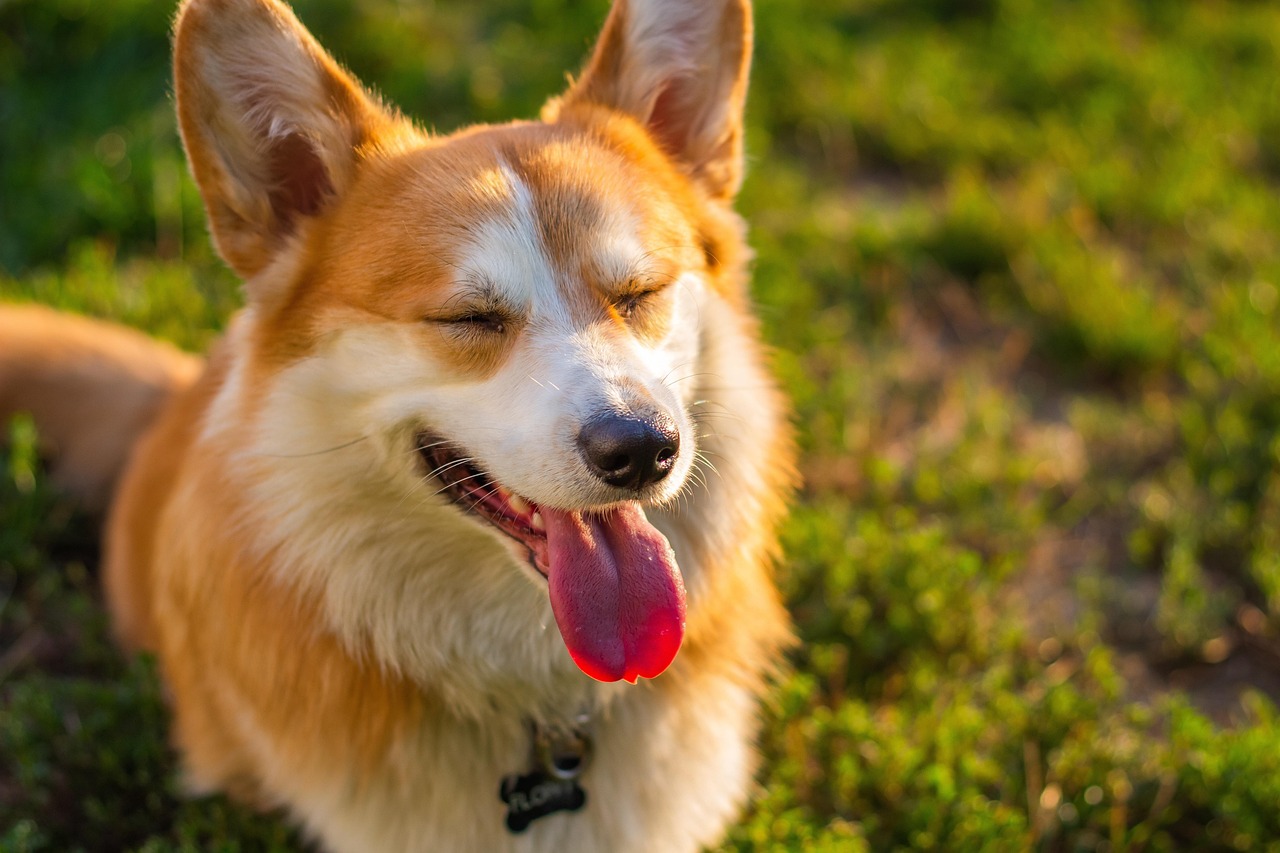 11 Things a Dog's Tongue Shows a Vet in Seconds