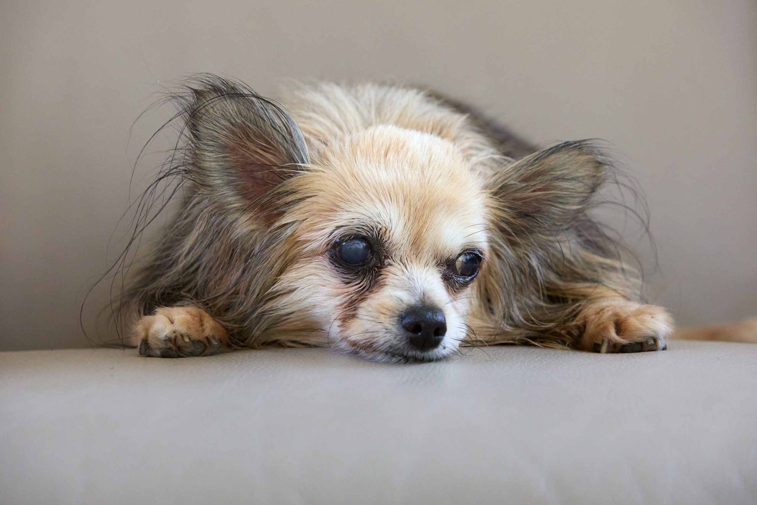 11 Things a Dog's Eyes Show That Owners Put Down to Age