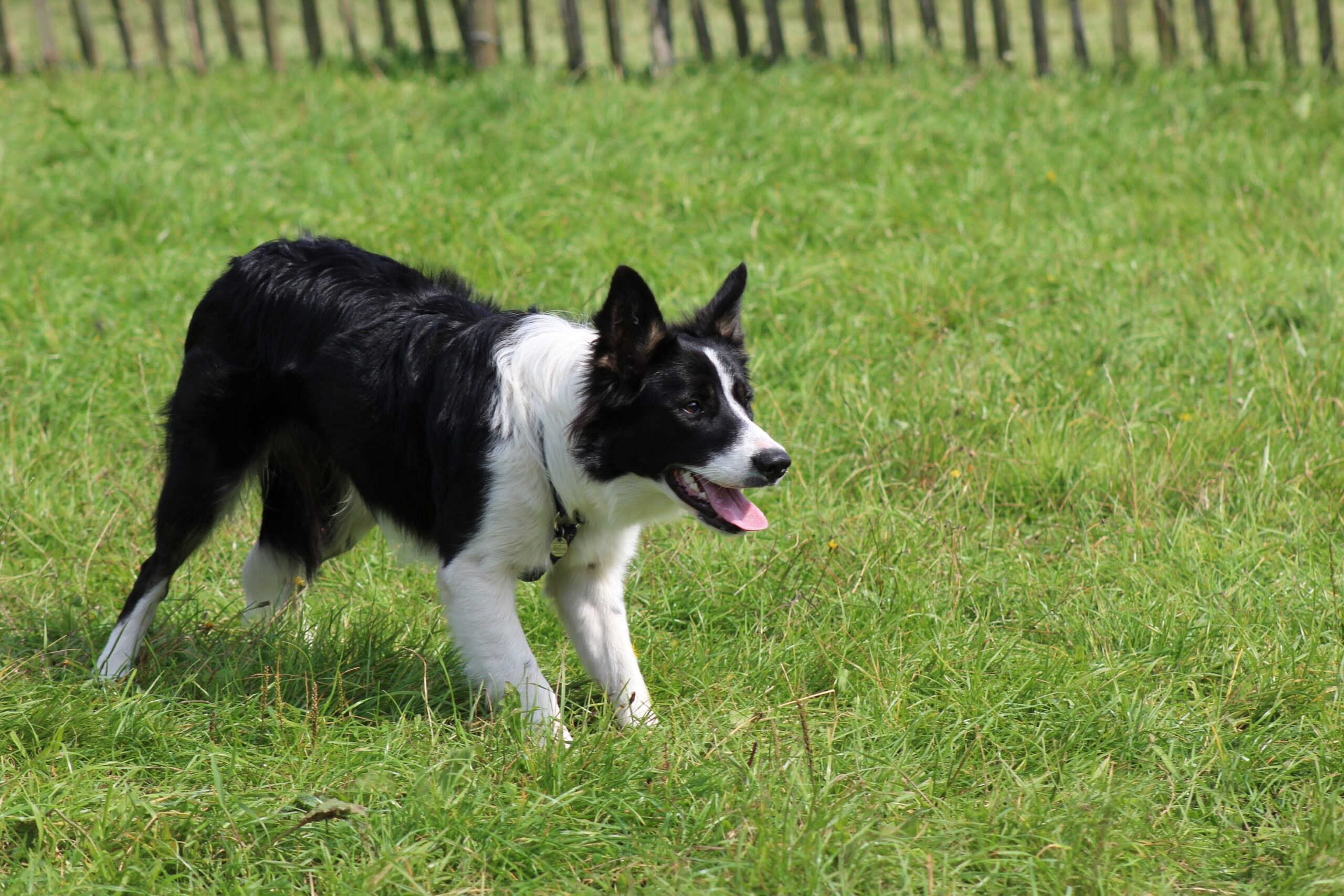 Why a Herding Breed Cannot Stop Working in a Living Room