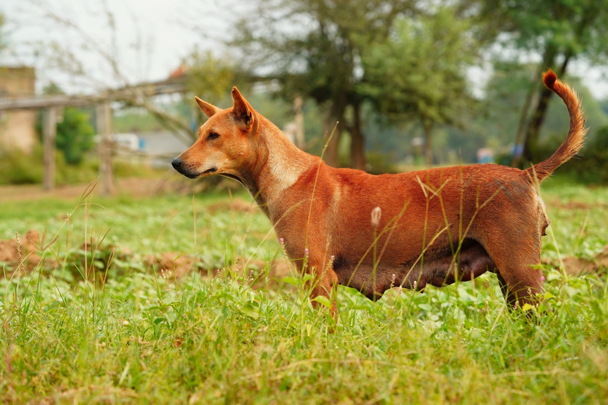 13 Lumps and Bumps in Dogs Vets Are Not Worried About