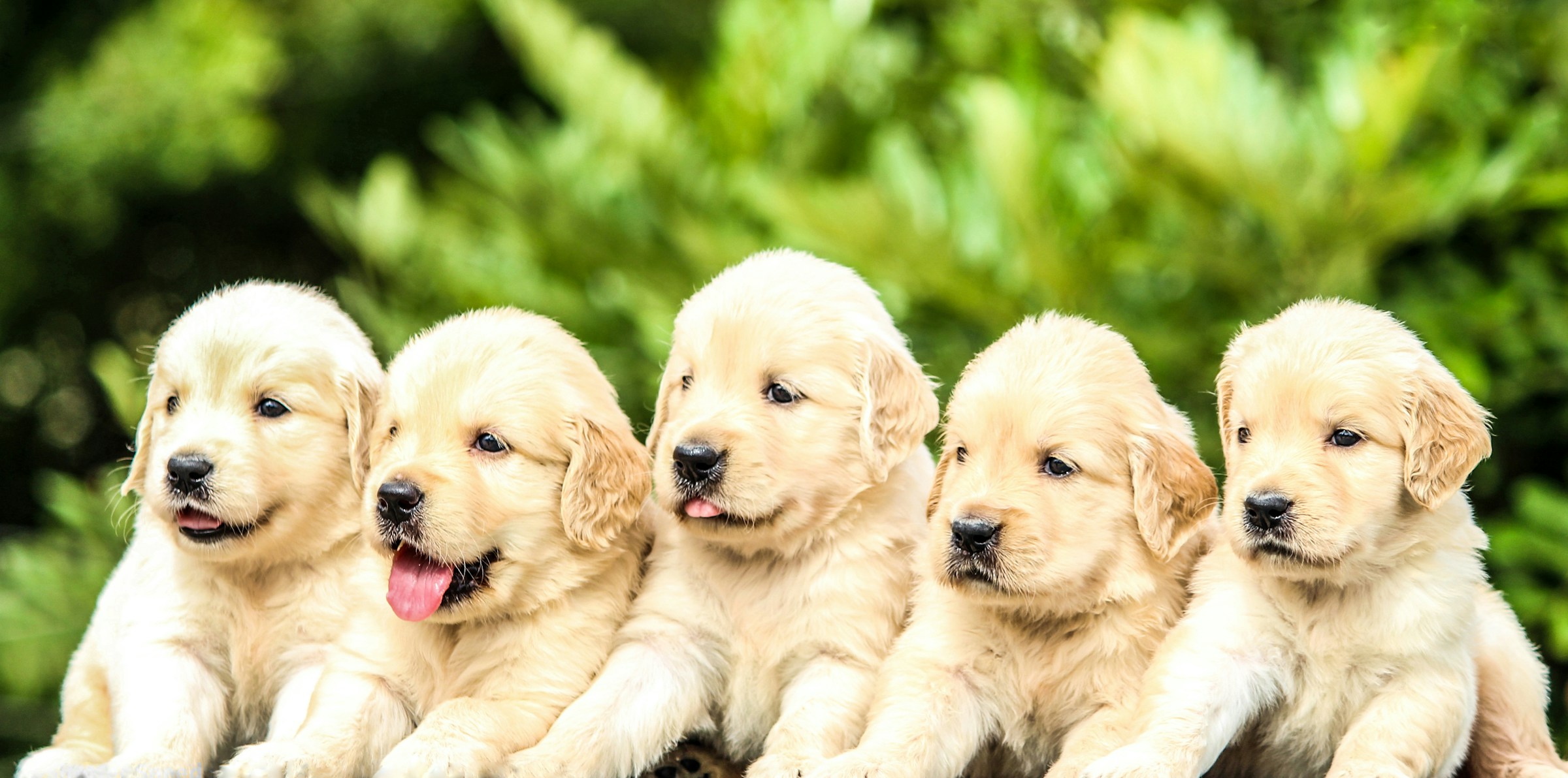 11 Things a Puppy Keeps From the Litter for the Rest of Its Life