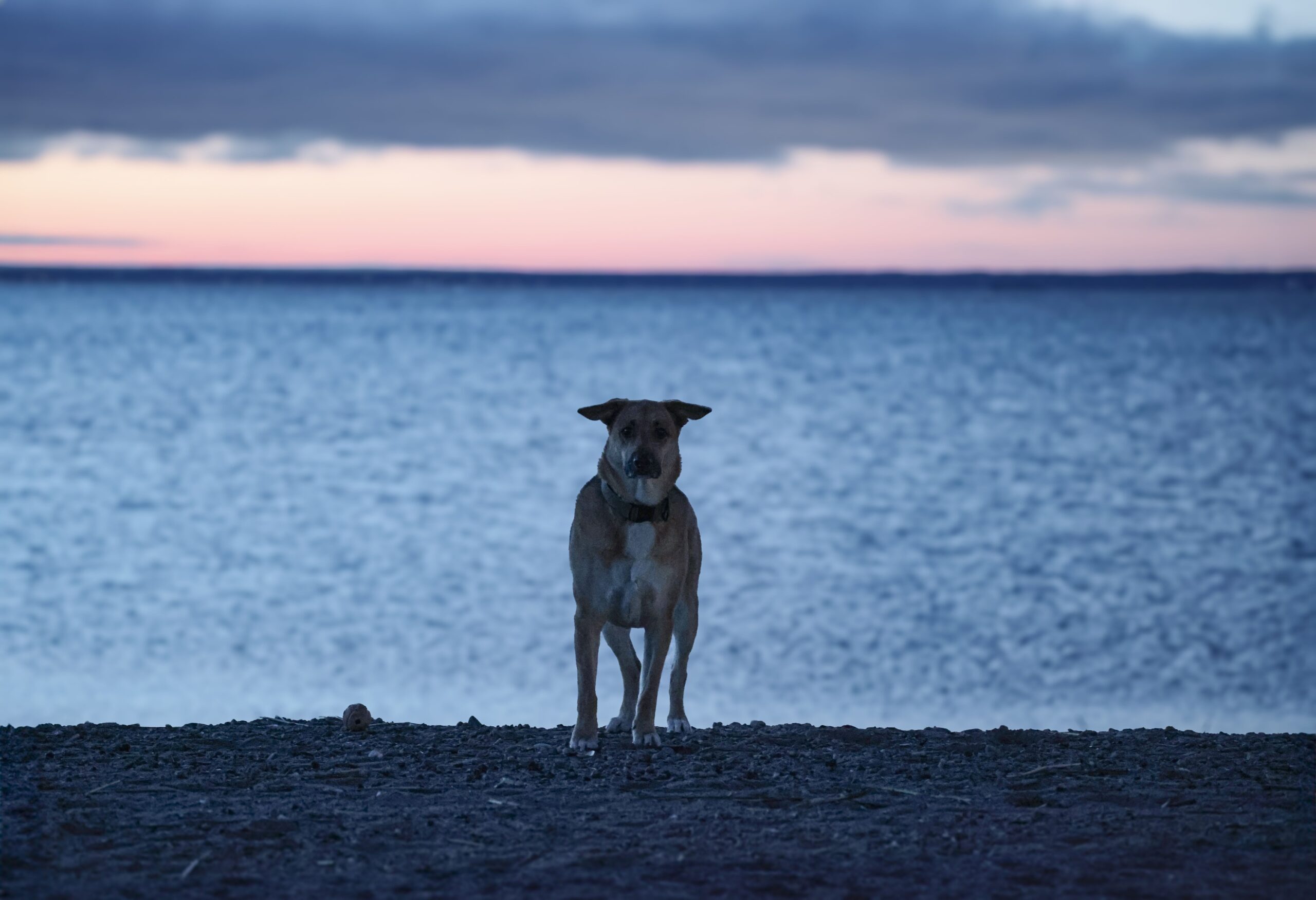 12 Reasons a Dog Sleeps More Once the Light Drops