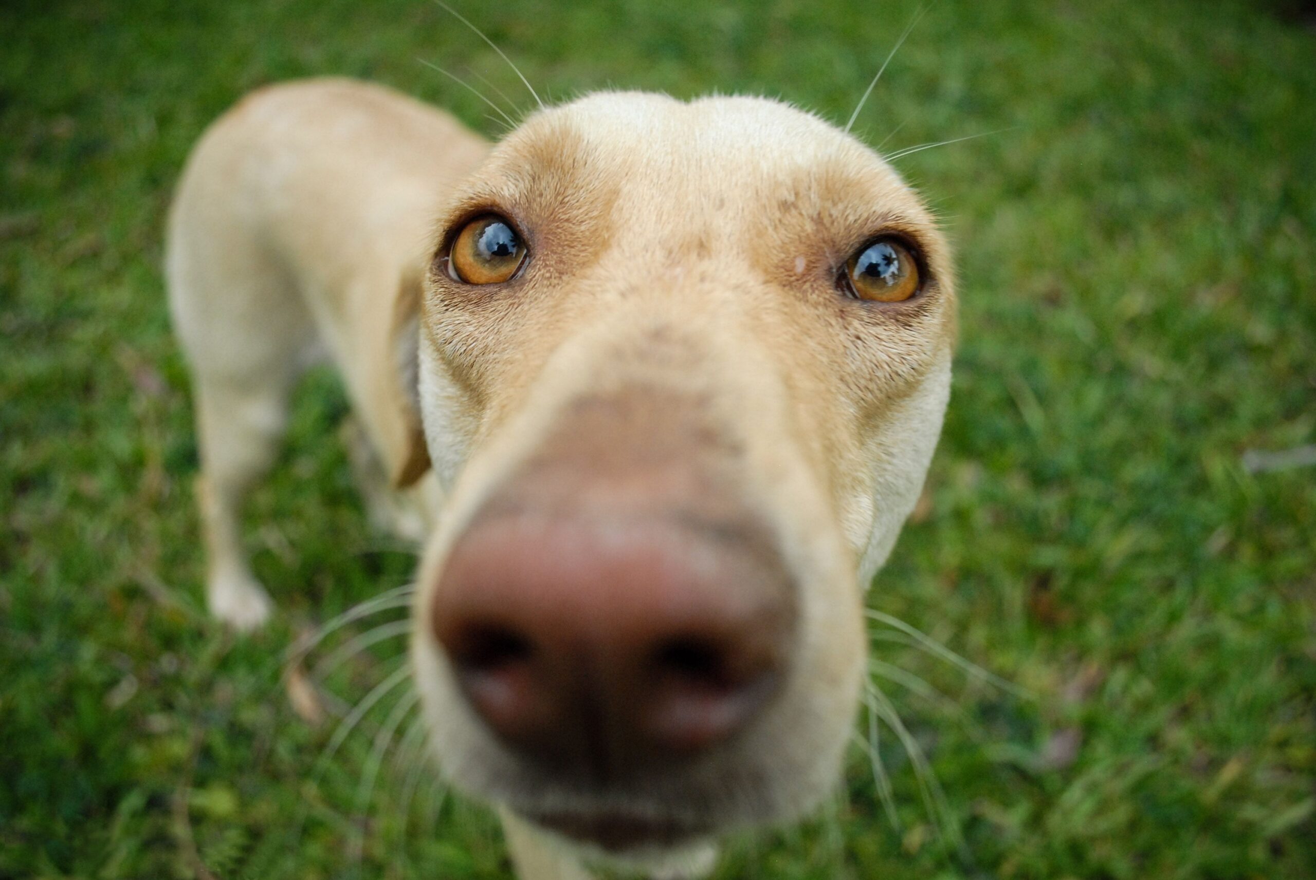 12 Discoveries About What a Dog’s Nose Does With Time