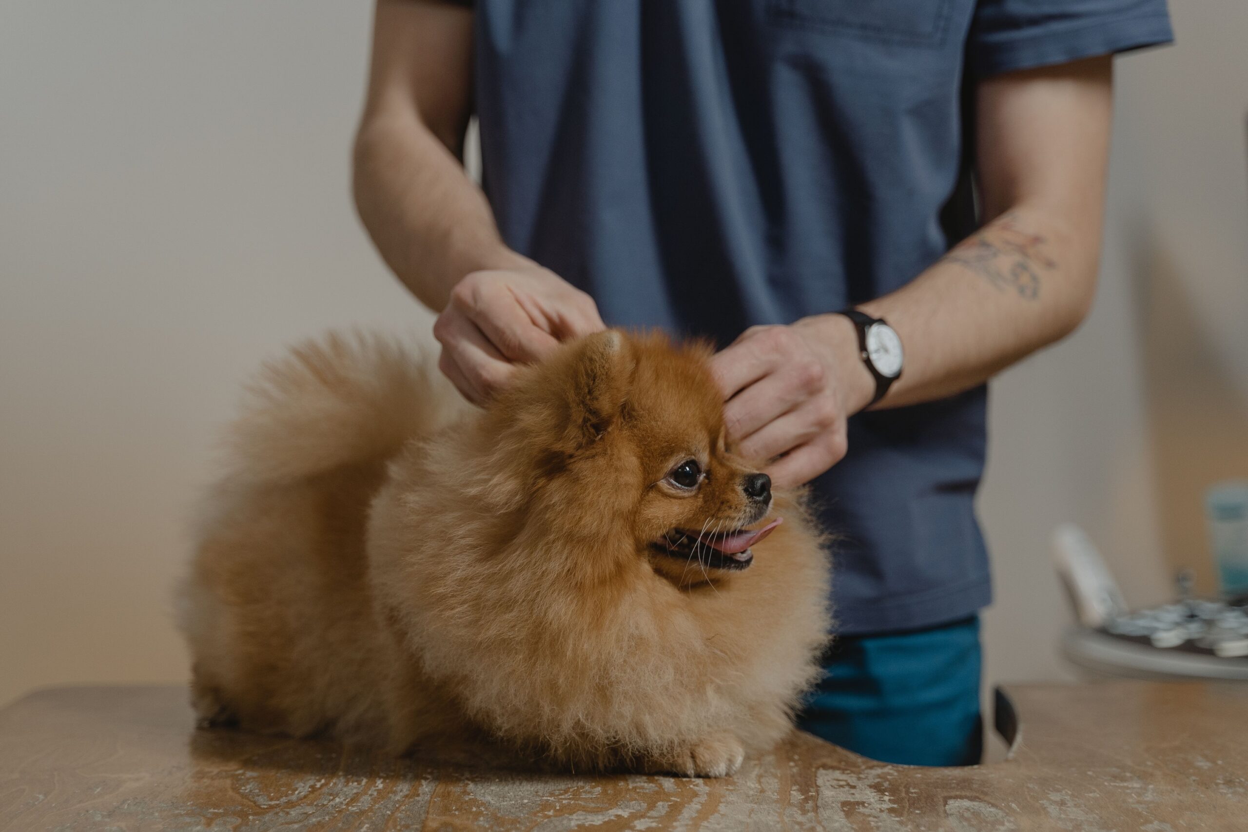14 Things a Dog Groomer Does That Has Nothing to Do With Grooming