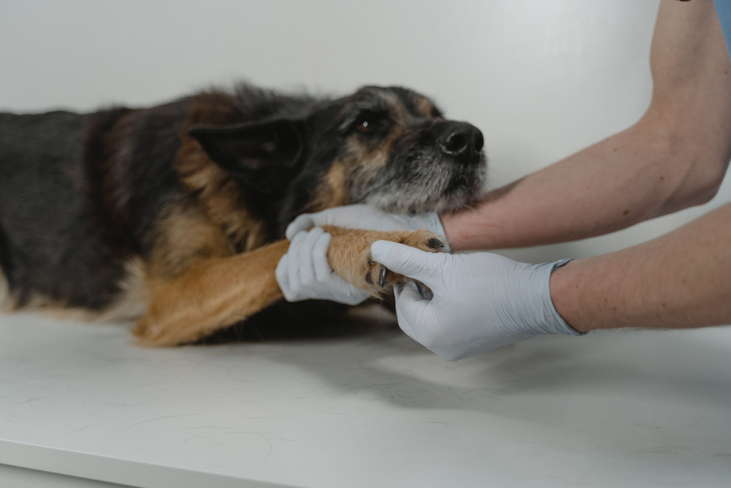 11 Results That Changed How Vets Measure Pain in Dogs