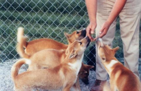 14 Things a Dog Rescue Learns About an Adopter in One Visit