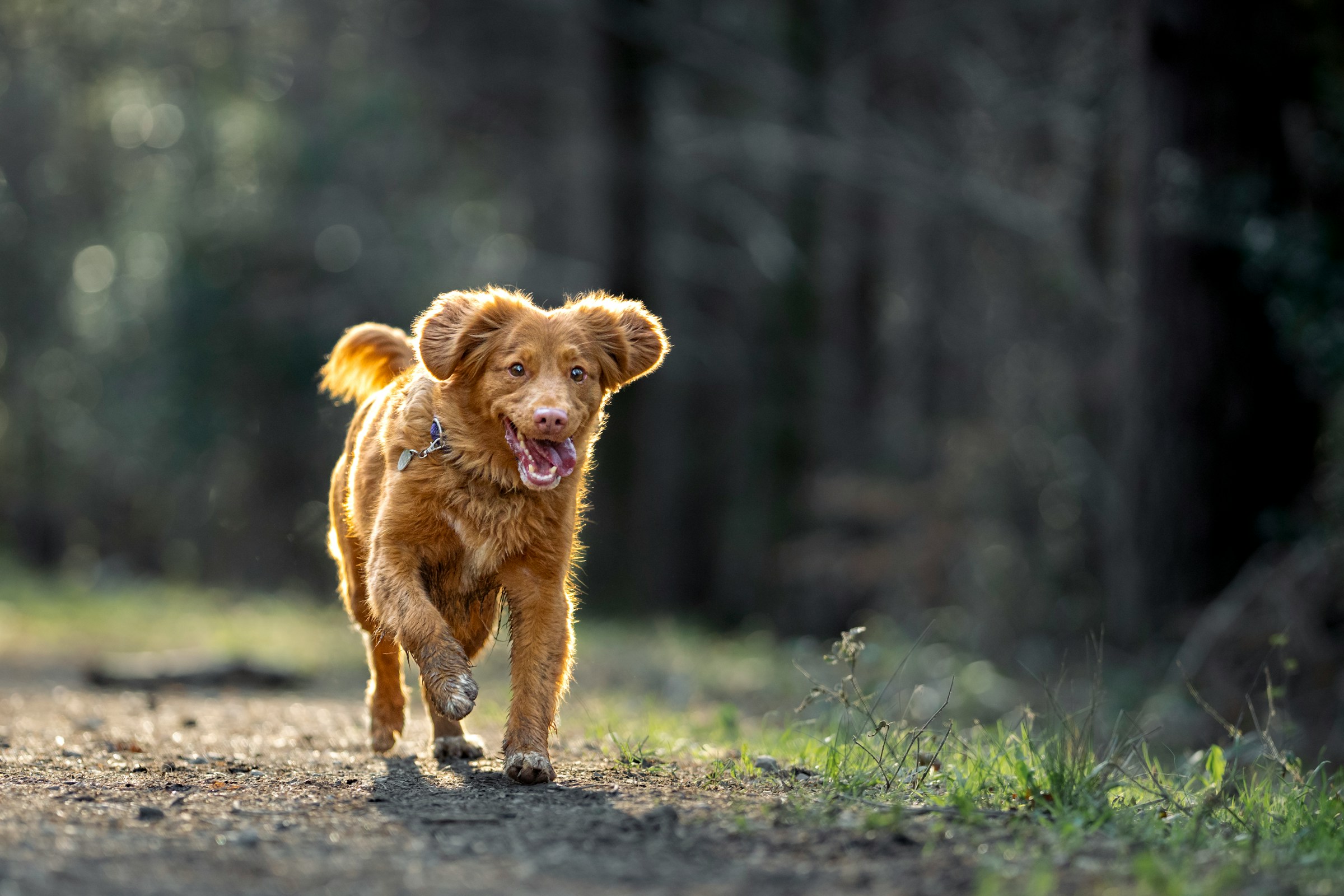 14 Old Sayings About Dogs and What the Research Actually Found