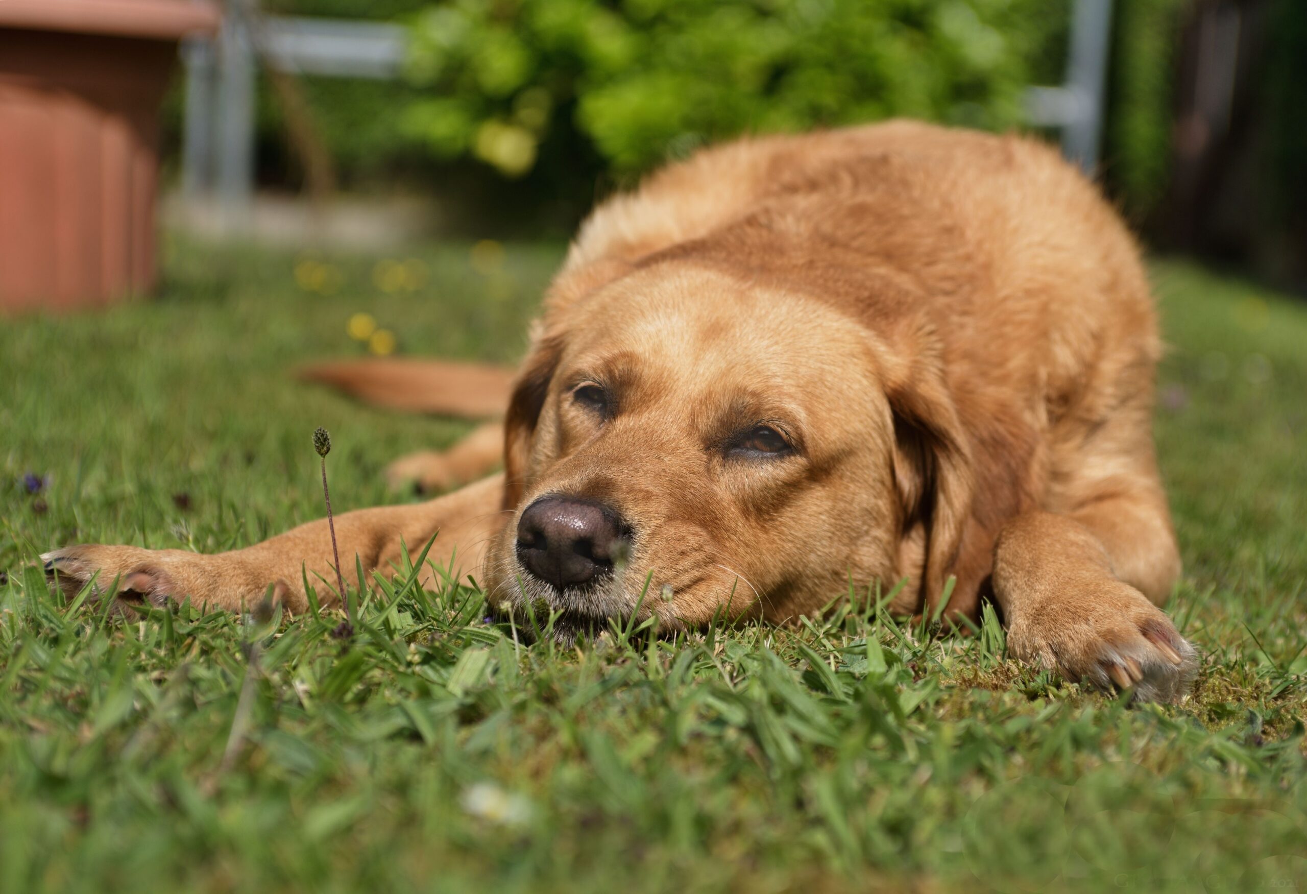 12 Things a Kennel Sees in a Dog's First Ten Minutes Through the Door