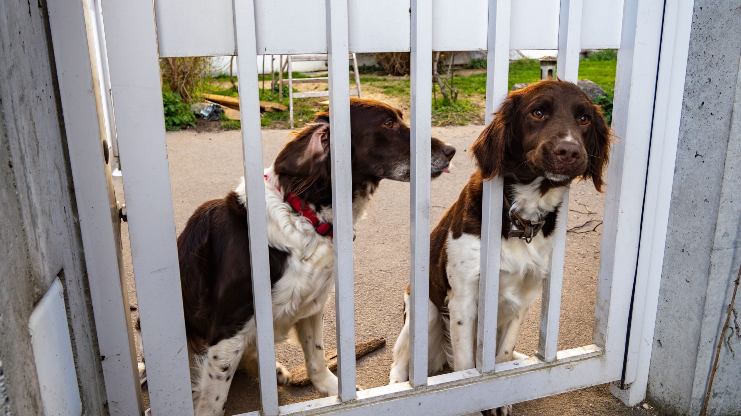 How a Kennel Knows Within One Night That a Dog Is Missed