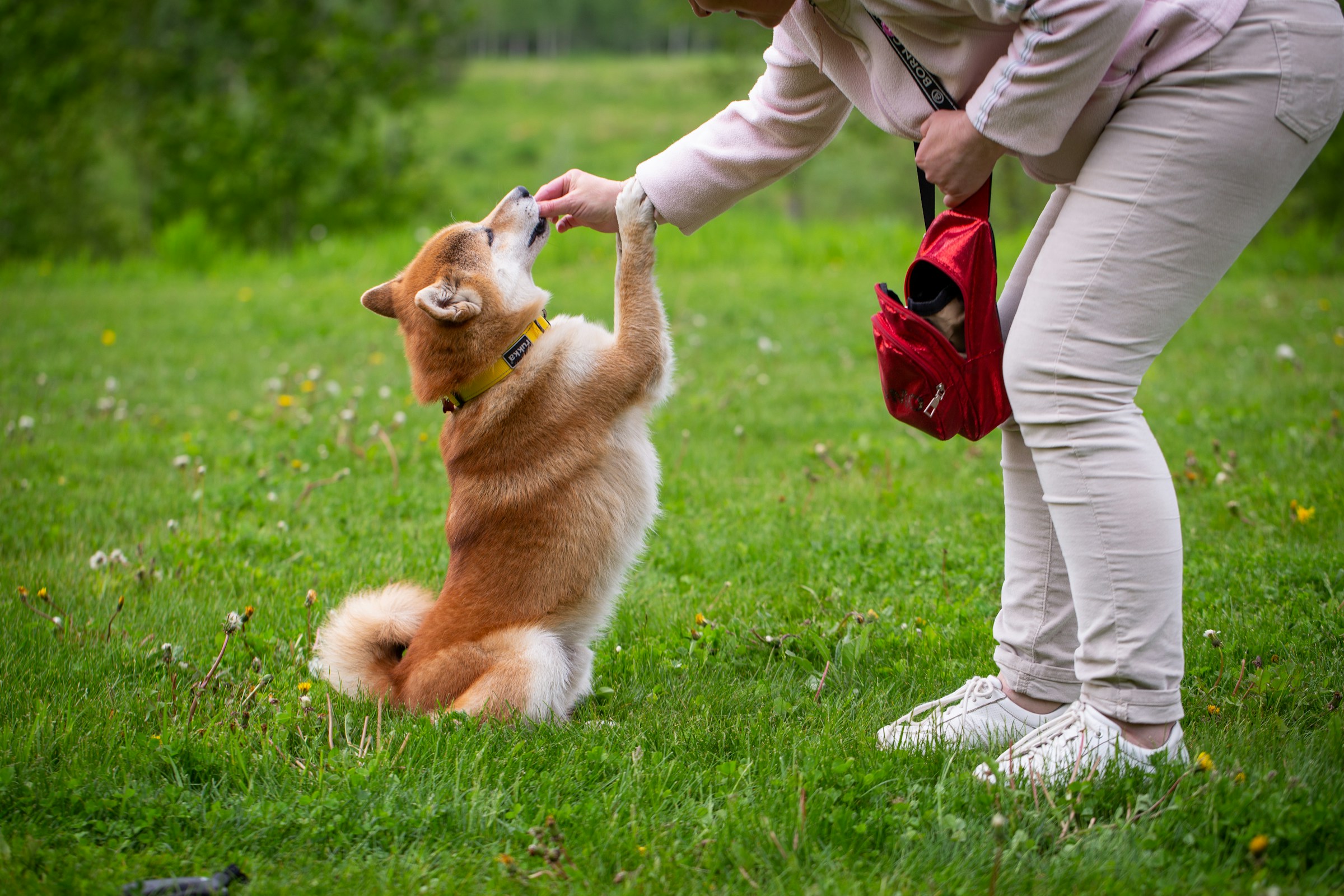 13 Things About Dogs the Textbooks Had Backwards Until Recently