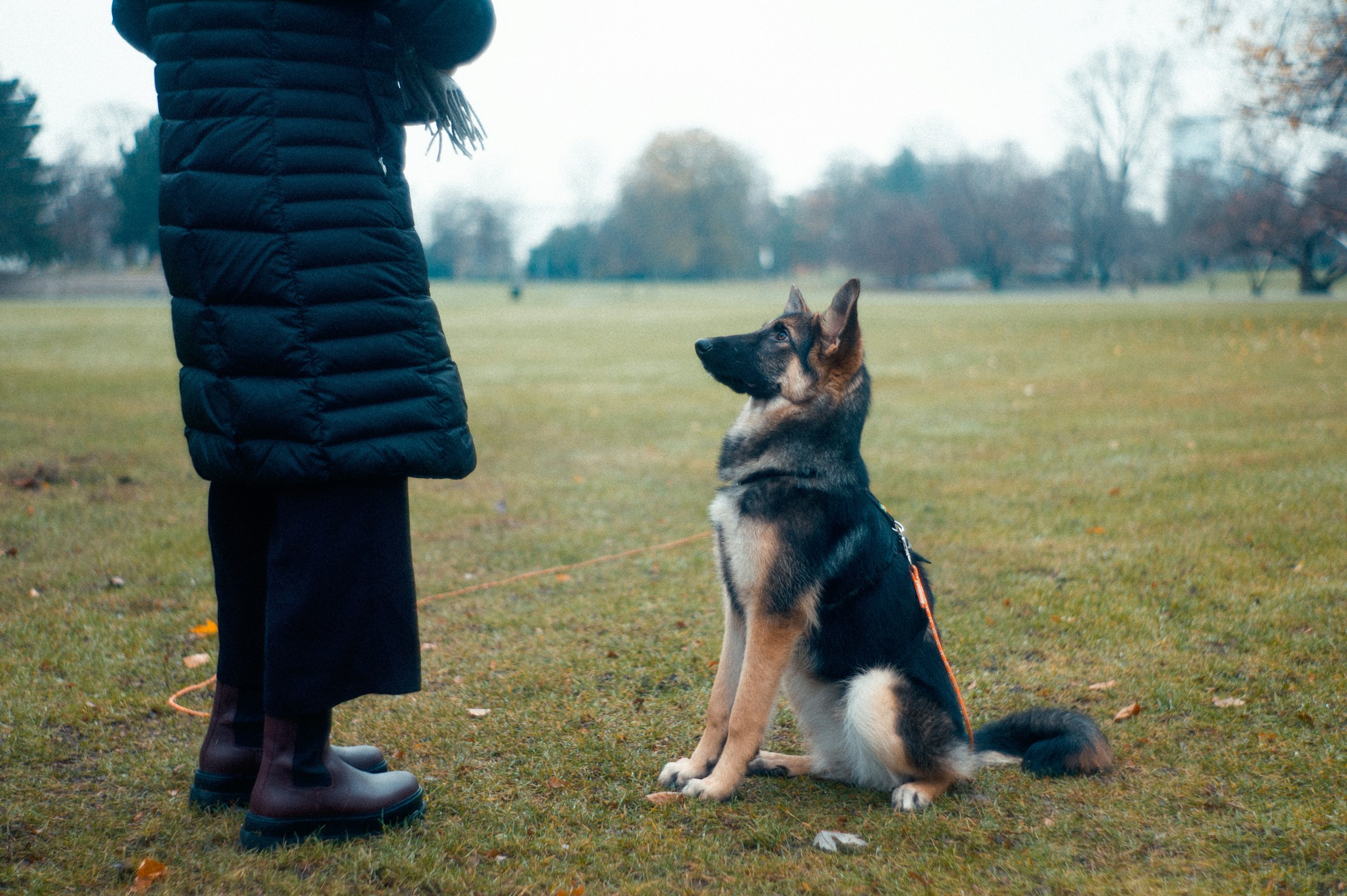 13 Reasons a Dog Ignores a Cue It Genuinely Knows