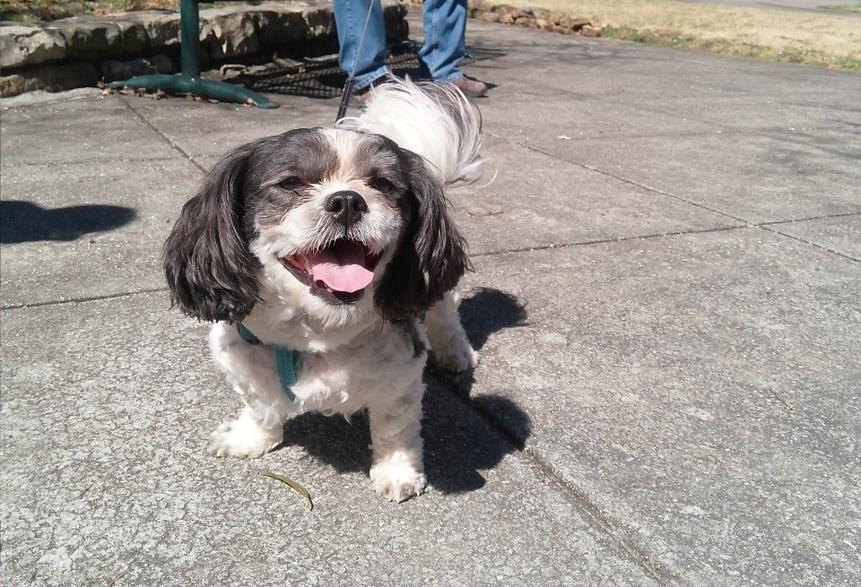 12 Reasons a Dog Barks at Some Visitors and Not Others