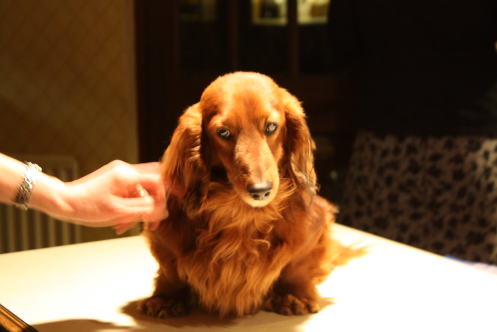 14 Results That Surprised the Canine Researchers Who Ran Them