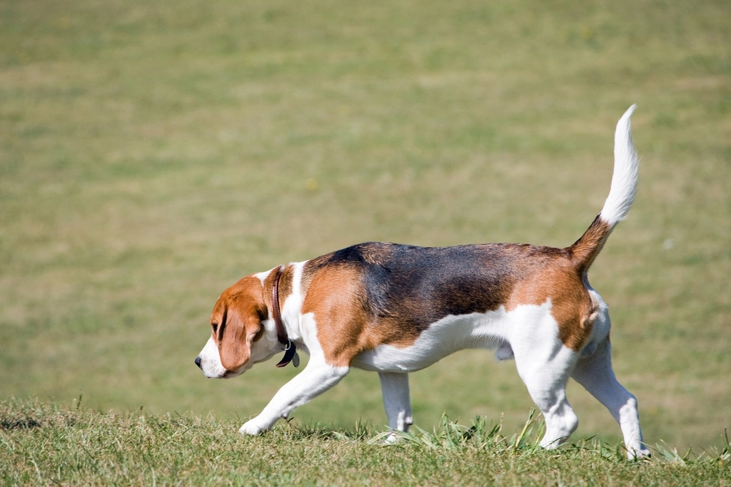 Why a Scent Hound Walks in a Way That Looks Like Wandering