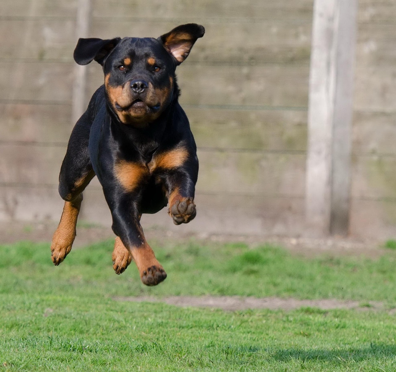 13 Things a Kennel Sees Every December That It Sees No Other Month