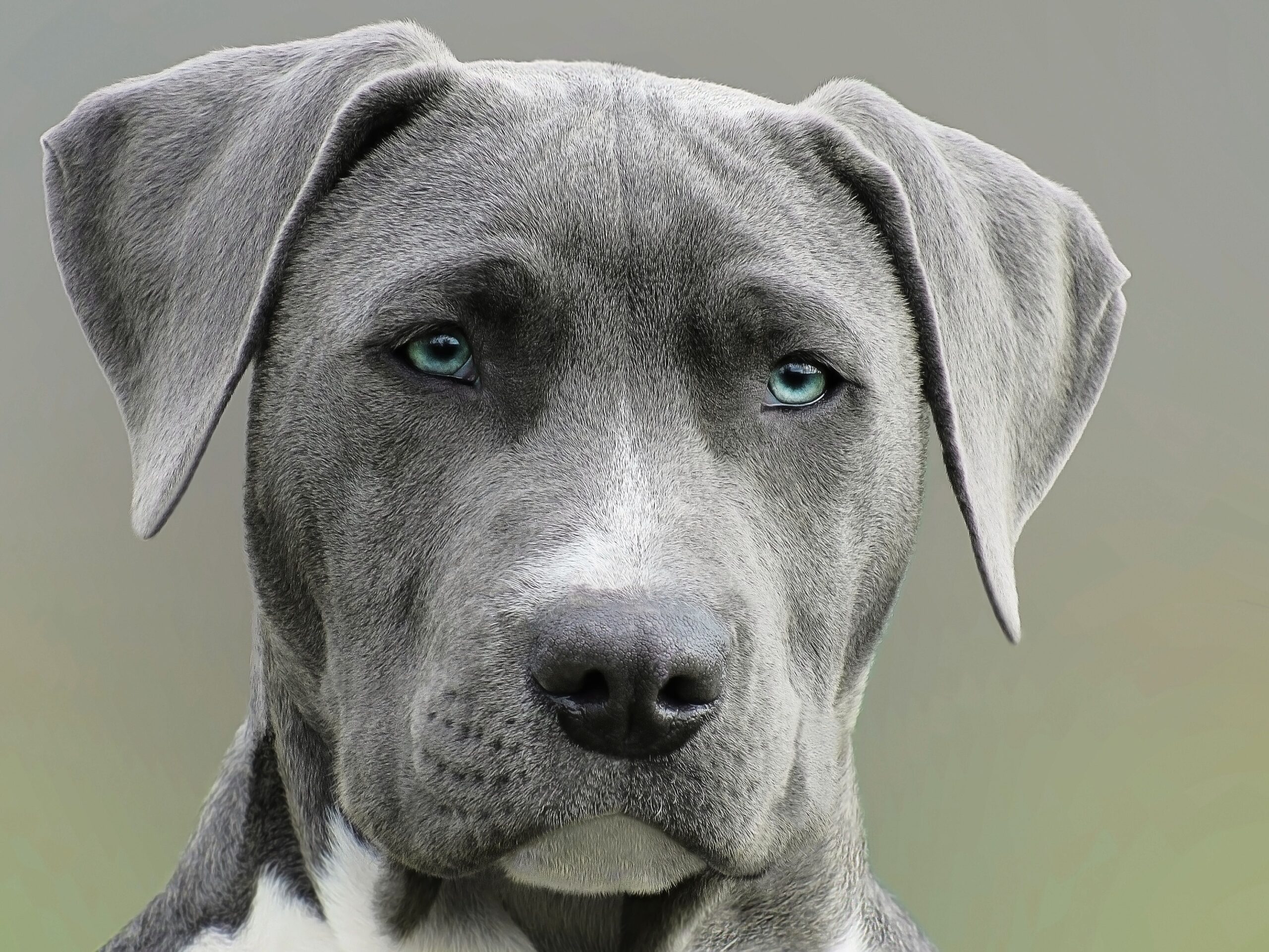 12 Discoveries About How Dogs Process Human Speech