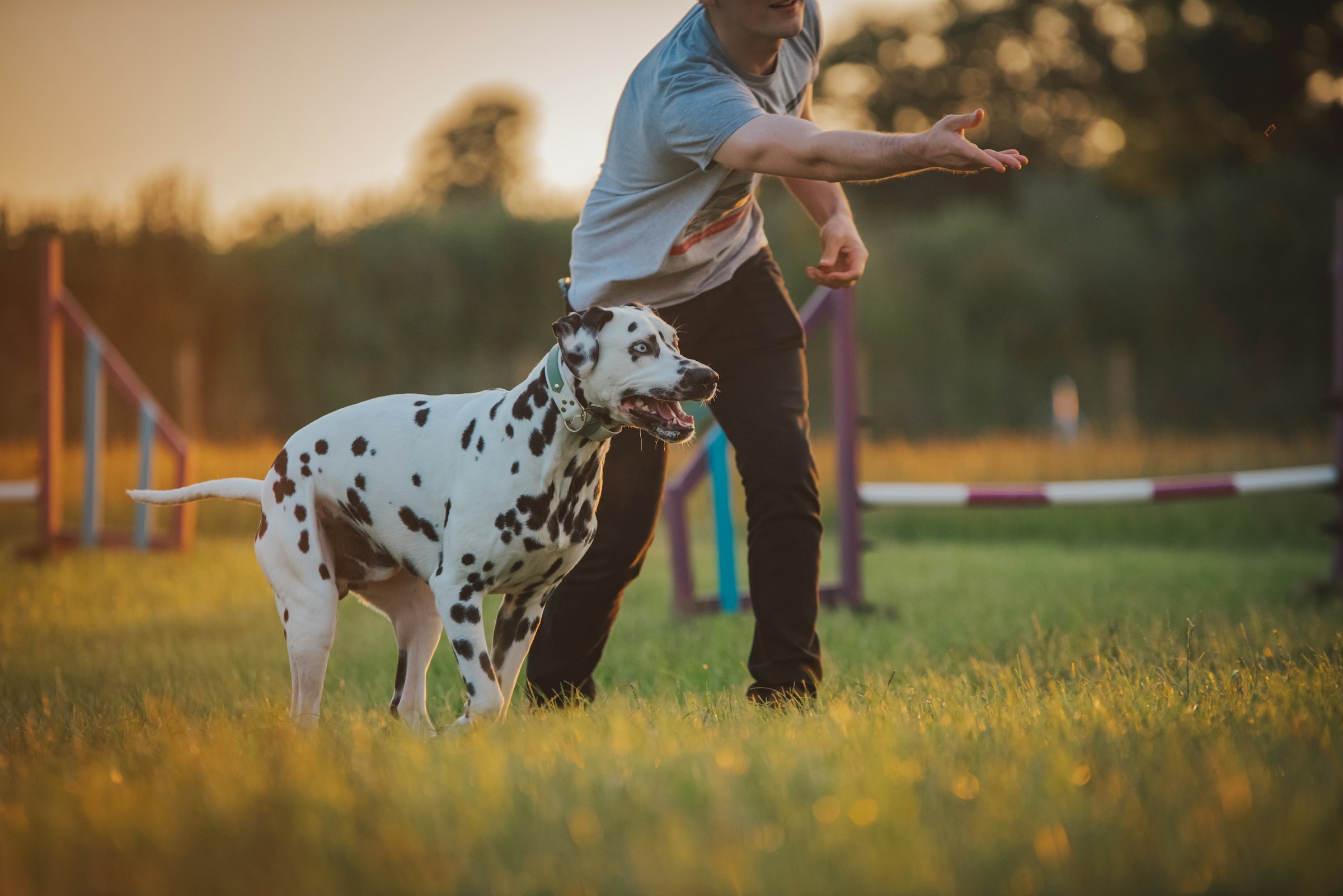 12 Things a Dog Rescue Assessor Is Really Looking For