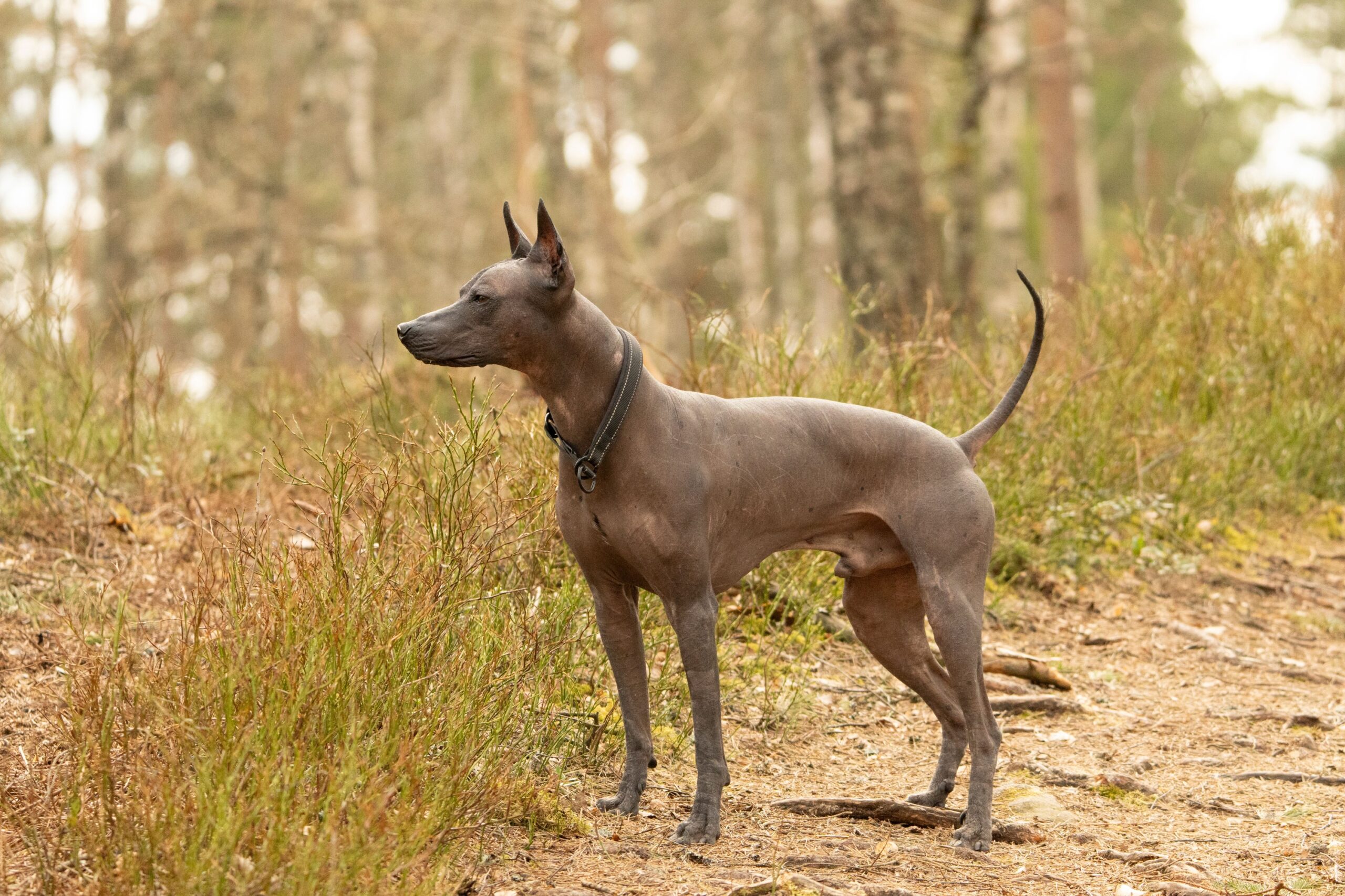 13 Country Beliefs About Dogs, Read as Folklore Rather Than Fact