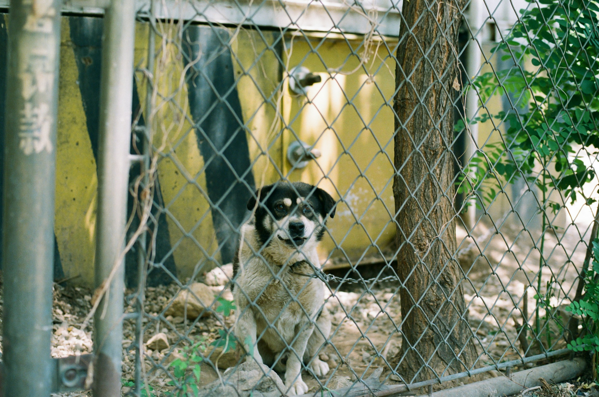 12 Things a Boarding Kennel Can Tell About a Dog's Home Life