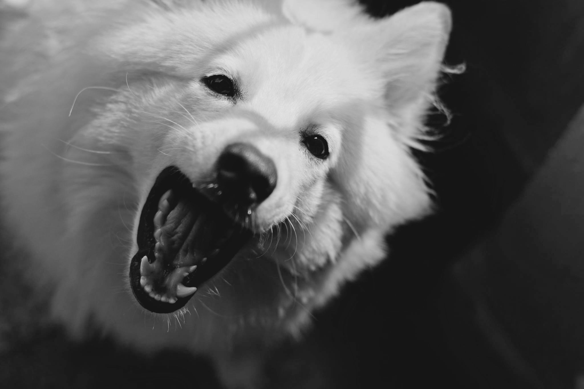 14 Things a Dog's Teeth Record About Years Nobody Logged