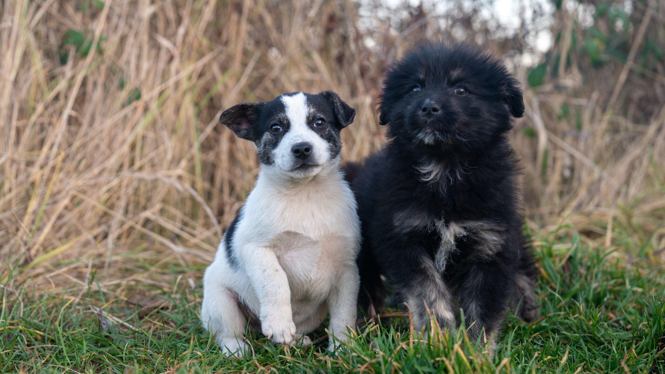 Why a Second Dog Behaves Nothing Like the First
